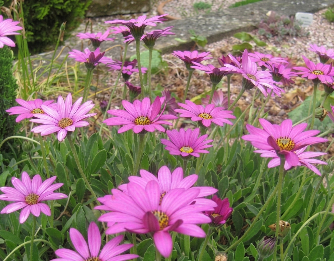 Osteospermum 'Irish' 
